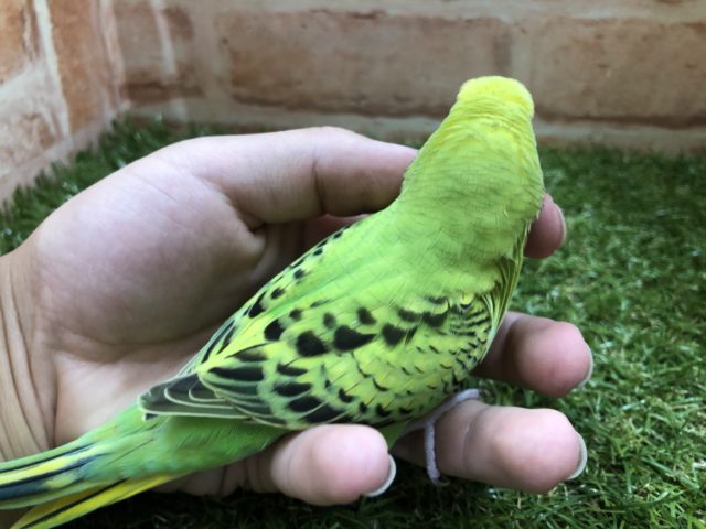 セキセイインコ