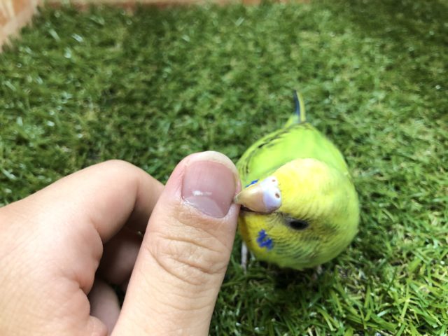 セキセイインコ