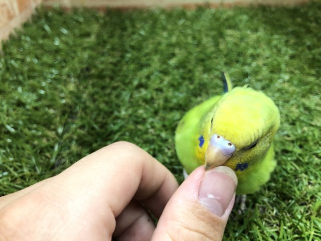 セキセイインコ