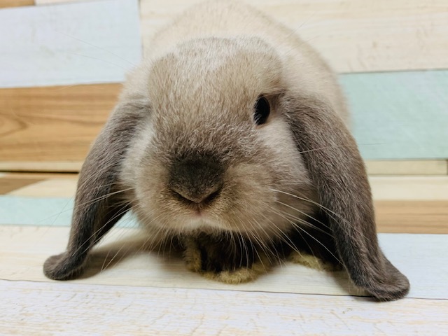 ホーランドロップ