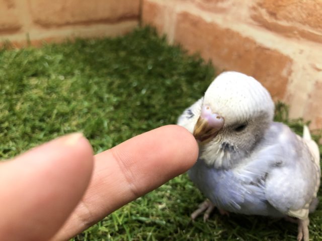 セキセイインコ
