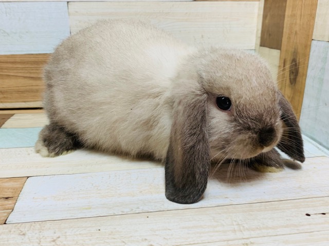 ホーランドロップ