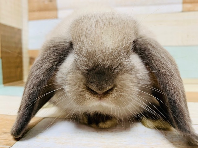 ホーランドロップ