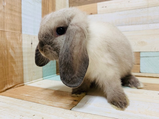 ホーランドロップ