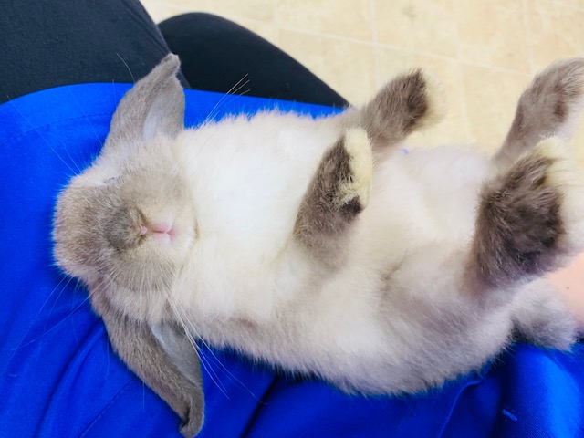 ホーランドロップ