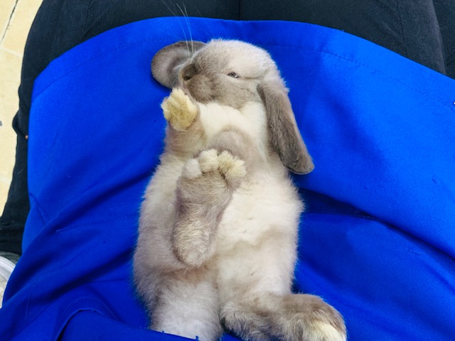 ホーランドロップ