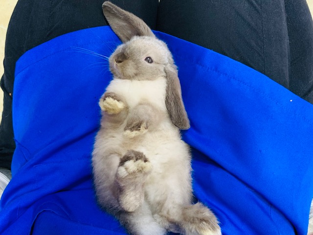 ホーランドロップ