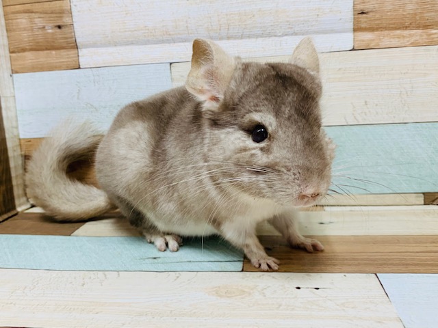 チンチラ