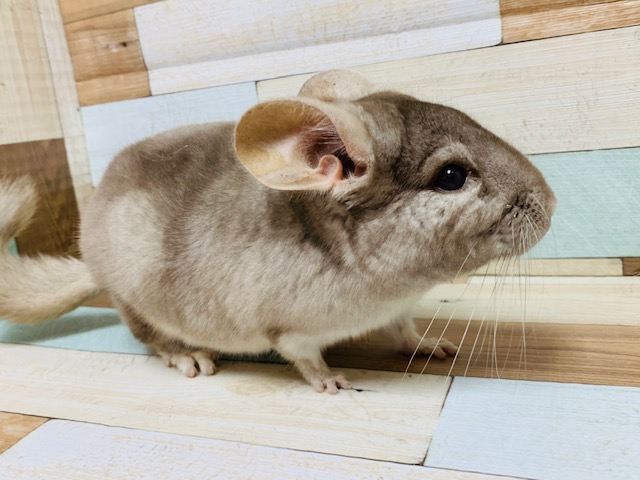 チンチラ