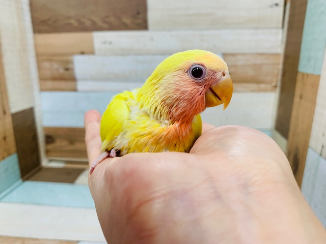 コザクラインコ（小桜インコ）