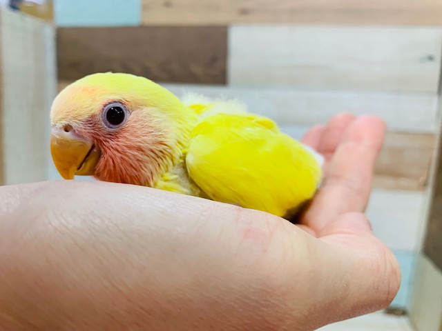 コザクラインコ（小桜インコ）