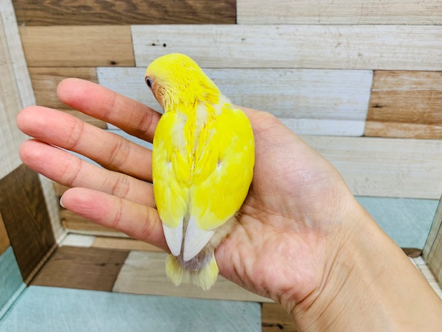 べたなれさん♡!コザクラインコ(ルチノー)さん♪ コザクラインコ(小桜インコ)