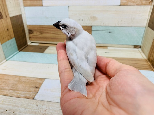シルバー文鳥