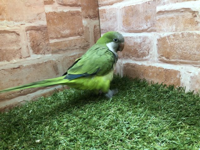 おしゃべり上手になりました! しゃべるかな~? オキナインコ グリーン 9/22撮影 オキナインコ