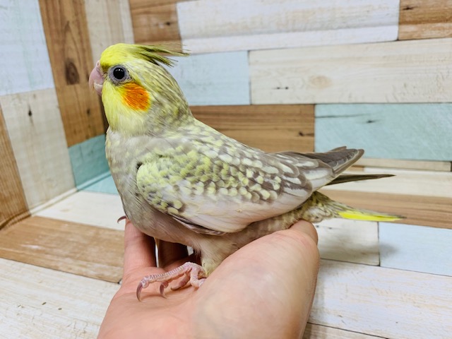 オカメインコ