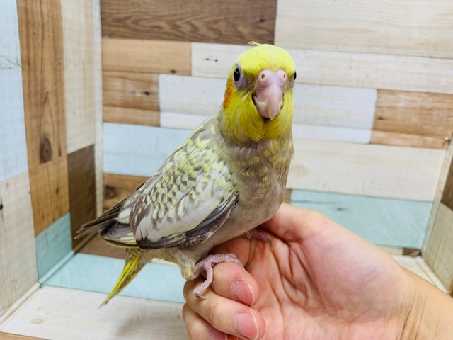 オカメインコ