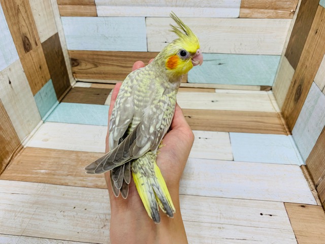 オカメインコ