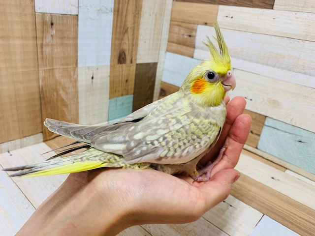 オカメインコ
