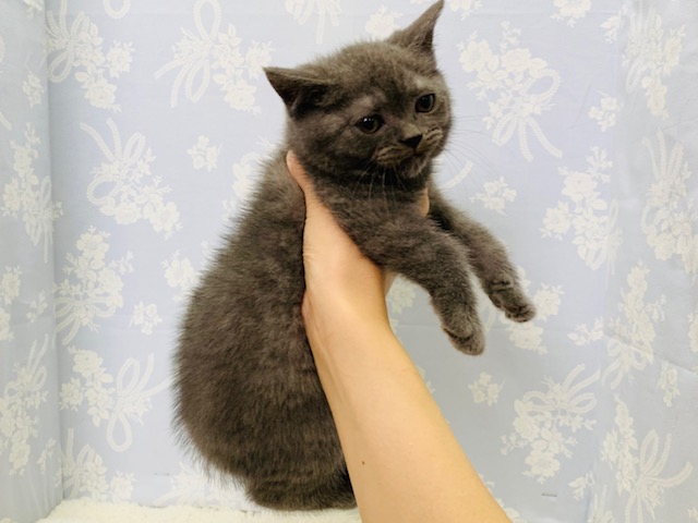 ブリティッシュショートヘア