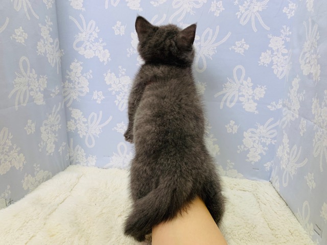 ブリティッシュショートヘア