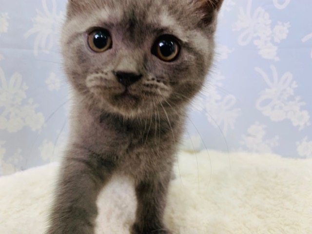 ブリティッシュショートヘア