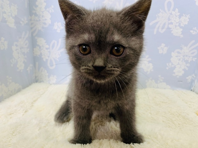 ブリティッシュショートヘア