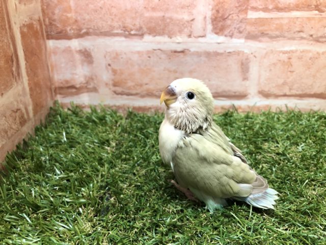 コザクラインコ（小桜インコ）