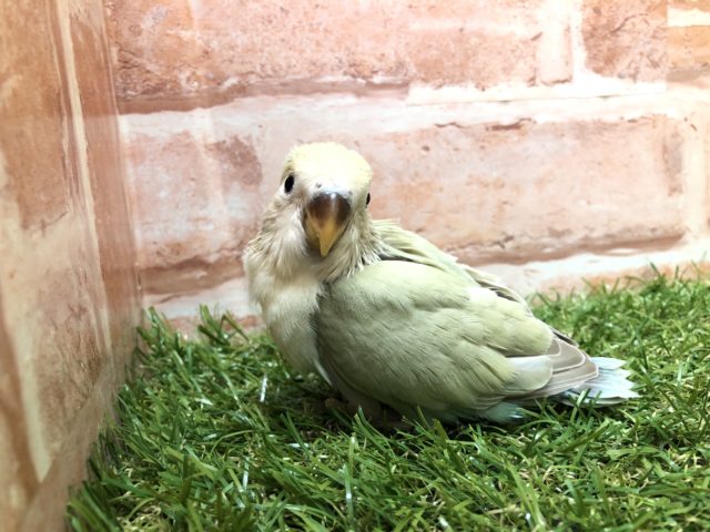 コザクラインコ（小桜インコ）