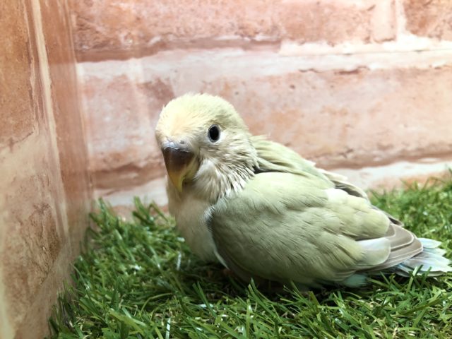 コザクラインコ（小桜インコ）