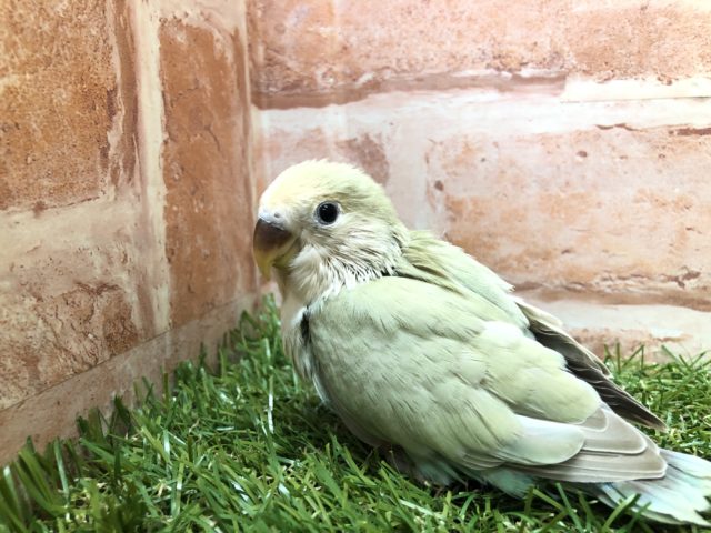 コザクラインコ（小桜インコ）