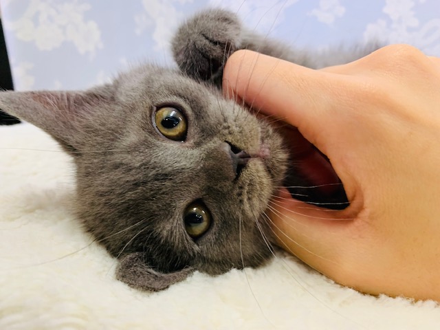 ブリティッシュショートヘア