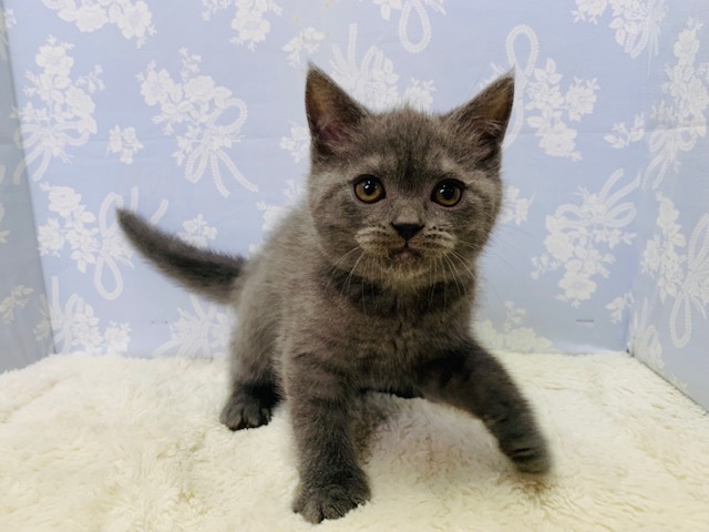 ブリティッシュショートヘア