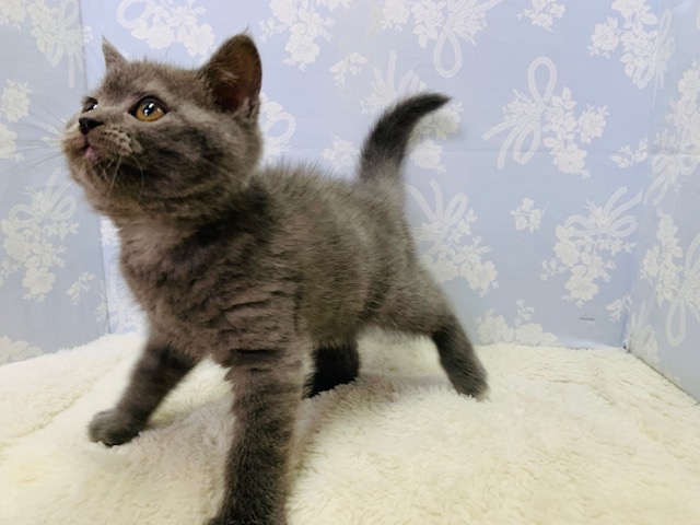 ブリティッシュショートヘア