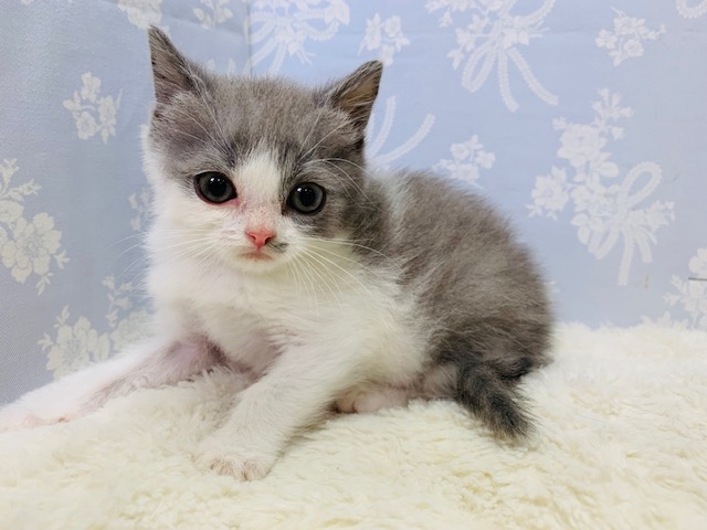 スコティッシュフォールド