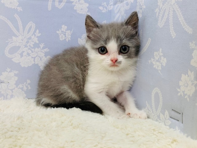 スコティッシュフォールド