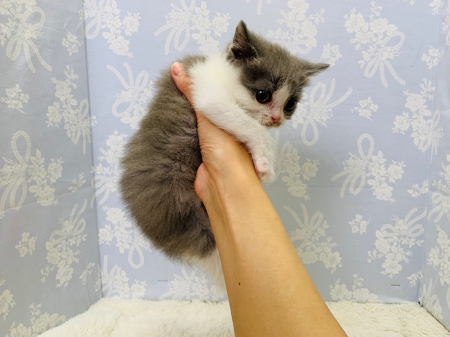 スコティッシュフォールド