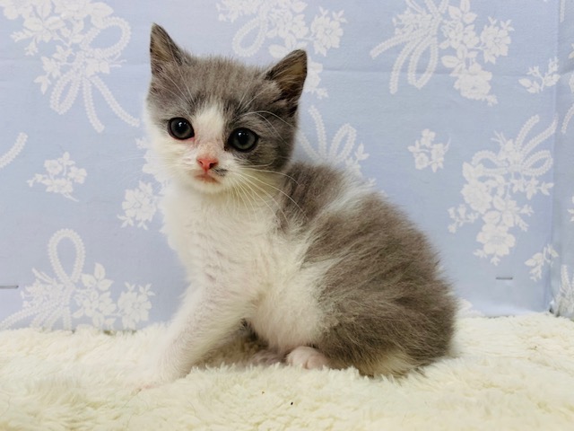 スコティッシュフォールド