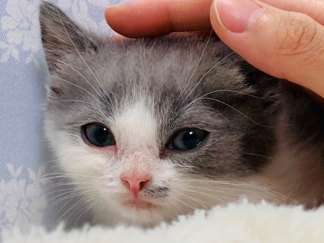 スコティッシュフォールド