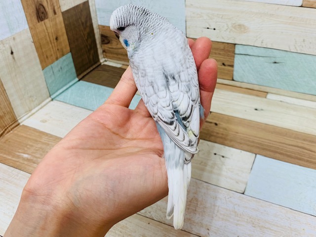 ジャンボセキセイインコ