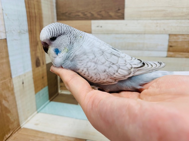 ジャンボセキセイインコ
