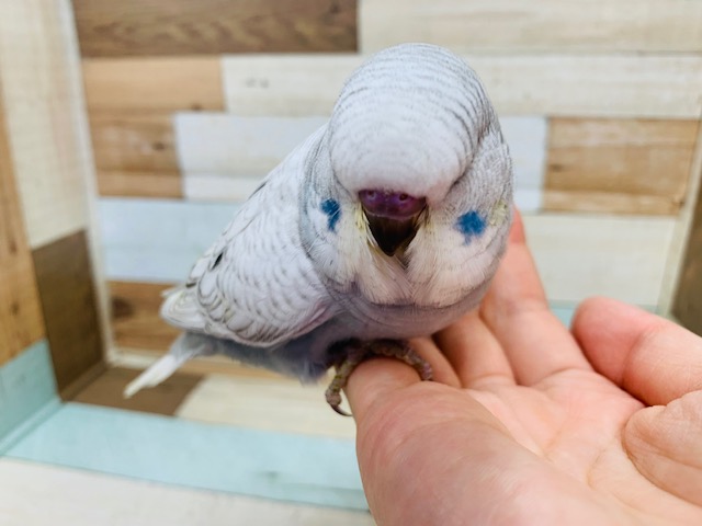 ジャンボセキセイインコ