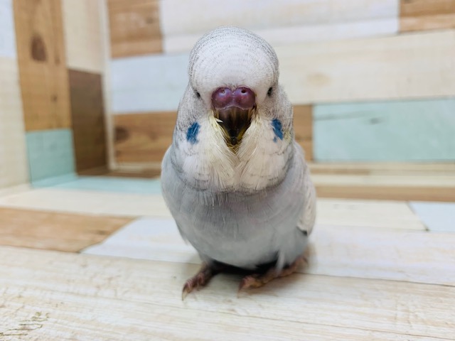 ジャンボセキセイインコ