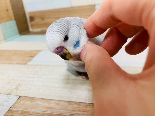 ジャンボセキセイインコ