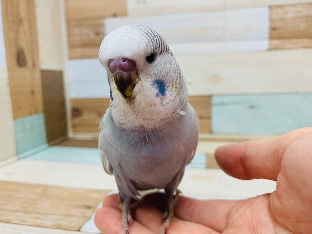 ジャンボセキセイインコ