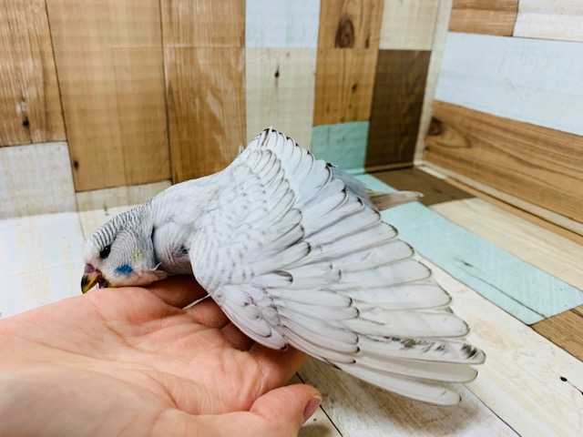 ジャンボセキセイインコ