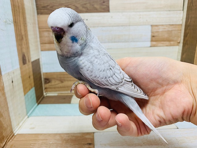 ジャンボセキセイインコ