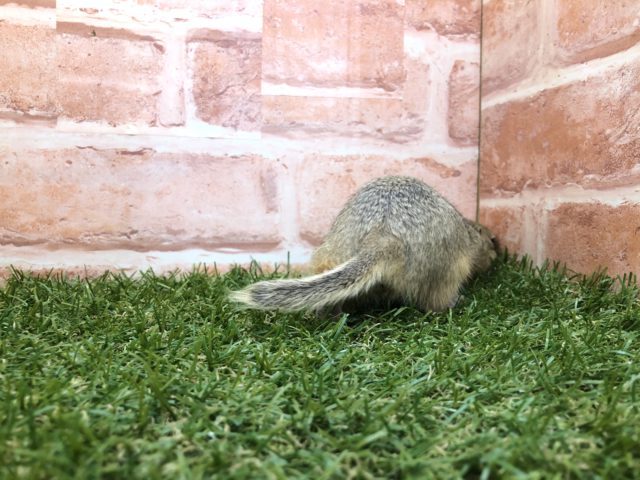 リチャードソンジリス