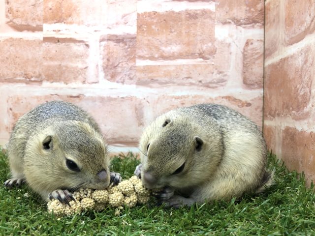 リチャードソンジリス