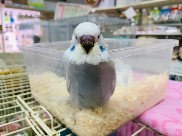 ジャンボセキセイインコ