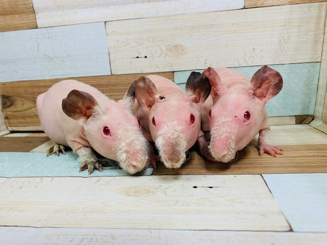 スキニーギニアピッグ